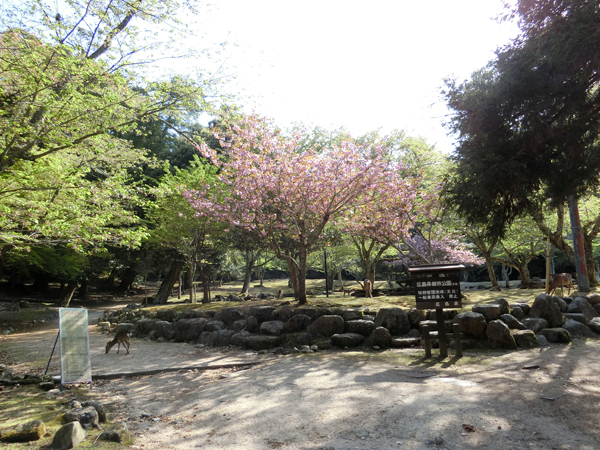 f:id:inudenchi:20190510213602j:plain