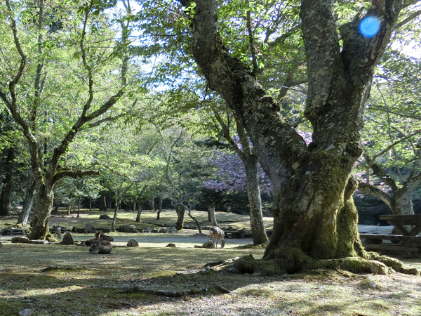 f:id:inudenchi:20190510213616j:plain