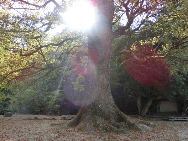 f:id:inudenchi:20190510213736j:plain