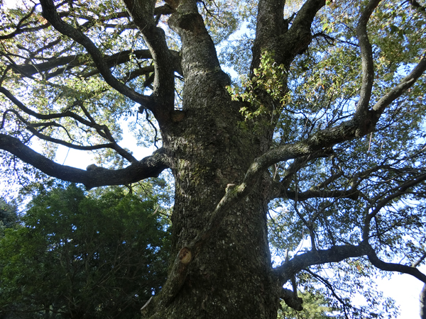 大元神社のクスノキ
