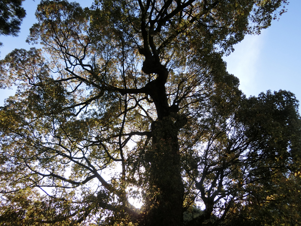 f:id:inudenchi:20190510213811j:plain