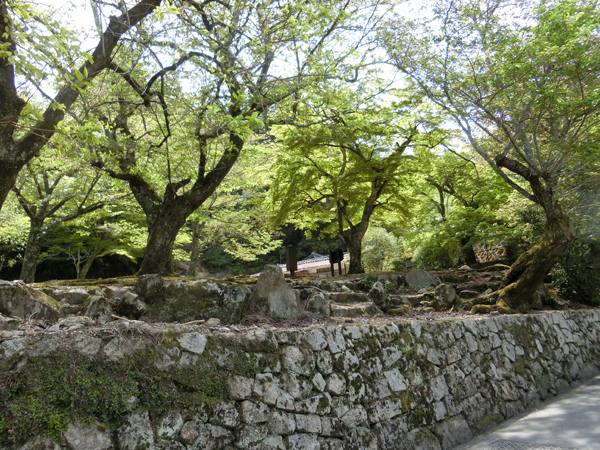 f:id:inudenchi:20190528205243j:plain