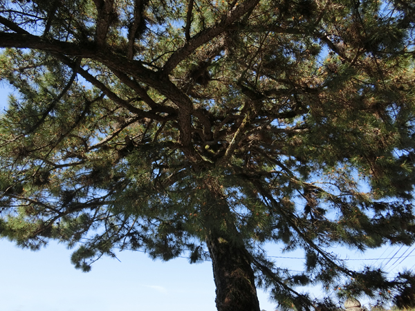 f:id:inudenchi:20190605184847j:plain