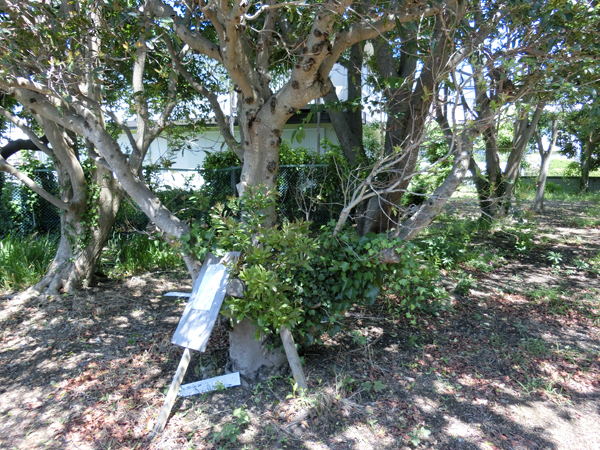 f:id:inudenchi:20190616212430j:plain