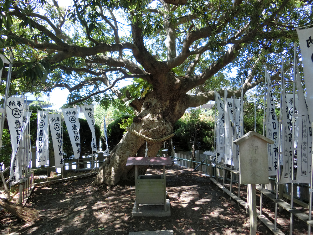 龍口明神社の御神木