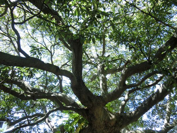 f:id:inudenchi:20190616231723j:plain f:id:inudenchi:20190616231723j:plain