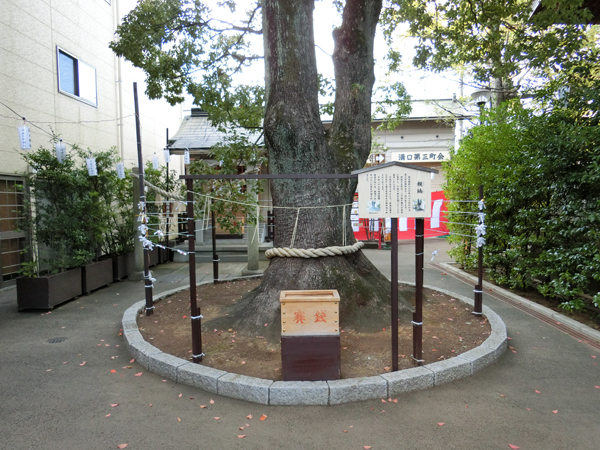 溝口神社の親楠
