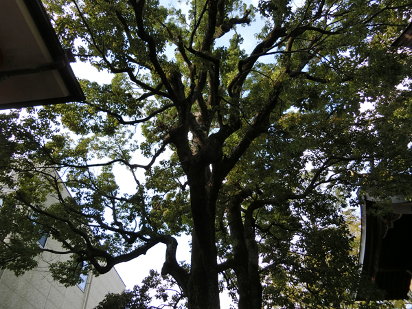 f:id:inudenchi:20191019181916j:plain