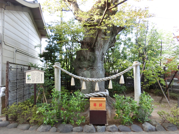 溝口神社の長寿ケヤキ