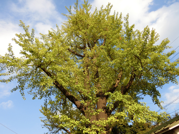 f:id:inudenchi:20191019182938j:plain