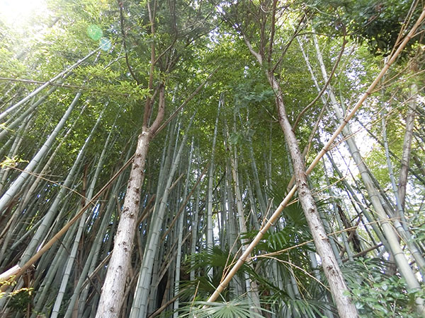 f:id:inudenchi:20200426211743j:plain