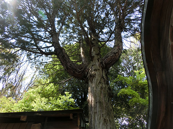 f:id:inudenchi:20200426212848j:plain