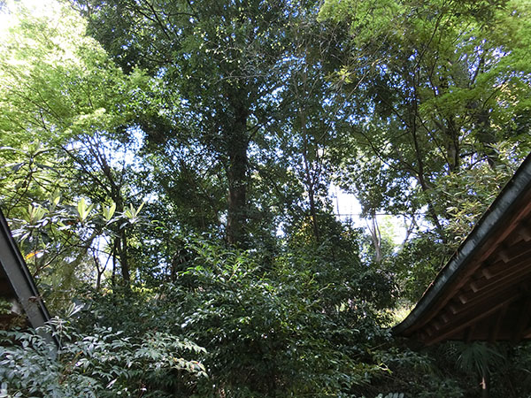 f:id:inudenchi:20200426213018j:plain