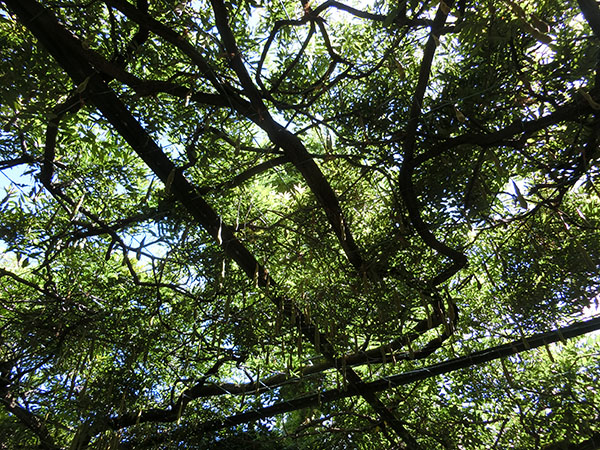 f:id:inudenchi:20200920152435j:plain