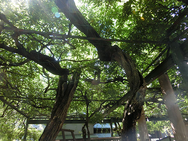 f:id:inudenchi:20200920152857j:plain