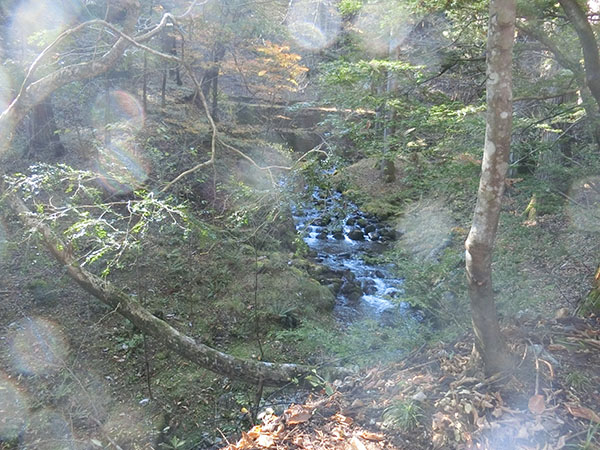 f:id:inudenchi:20210110203004j:plain