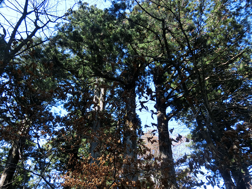 f:id:inudenchi:20210110204125j:plain