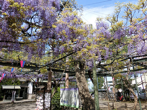 f:id:inudenchi:20210425230633j:plain