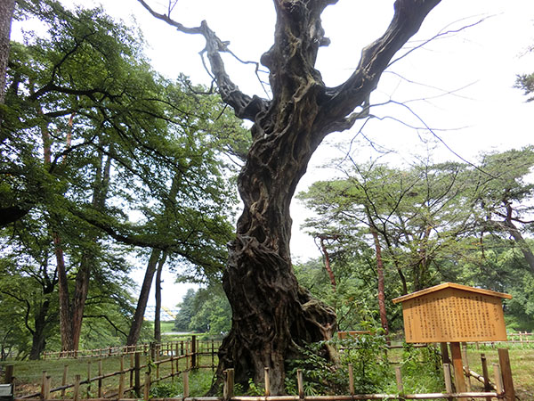 f:id:inudenchi:20210821185058j:plain