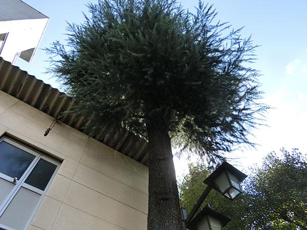 f:id:inudenchi:20211015204021j:plain