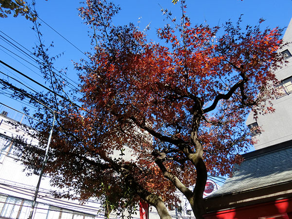 f:id:inudenchi:20211220214614j:plain