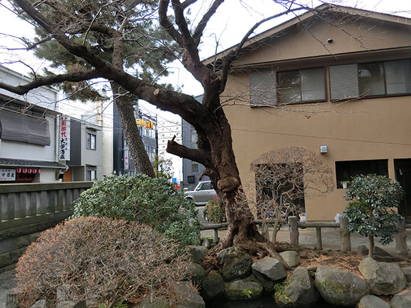 f:id:inudenchi:20220130190649j:plain