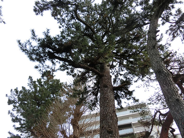 f:id:inudenchi:20220130190808j:plain