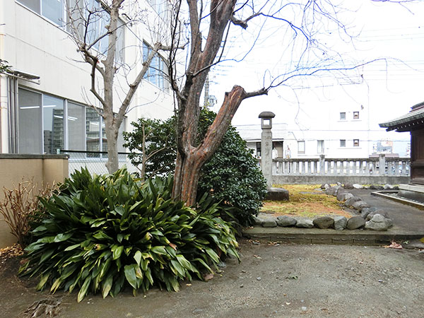 f:id:inudenchi:20220130191831j:plain