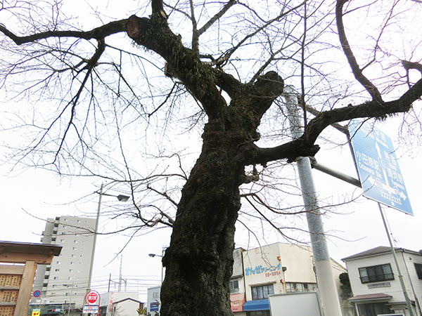 f:id:inudenchi:20220202135746j:plain