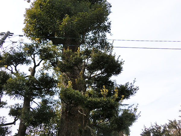 f:id:inudenchi:20220202140110j:plain