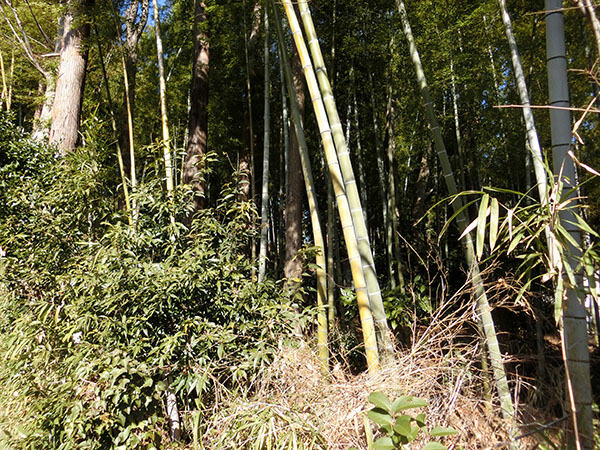 f:id:inudenchi:20220211134836j:plain