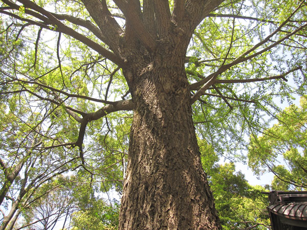 f:id:inudenchi:20220219222129j:plain