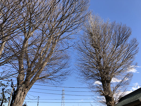 f:id:inudenchi:20220227222709j:plain