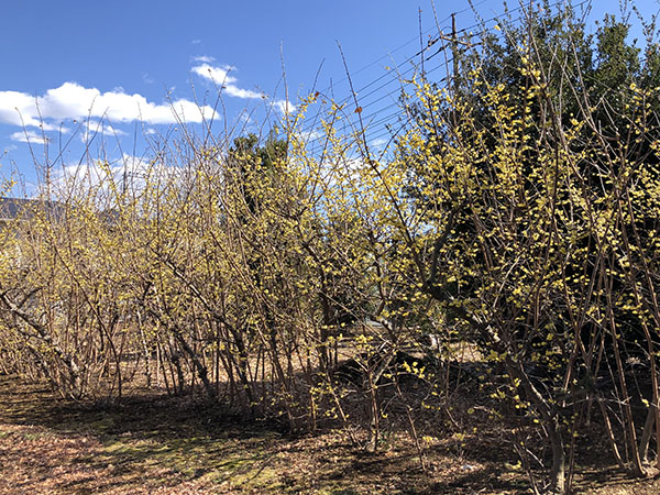 f:id:inudenchi:20220227222922j:plain