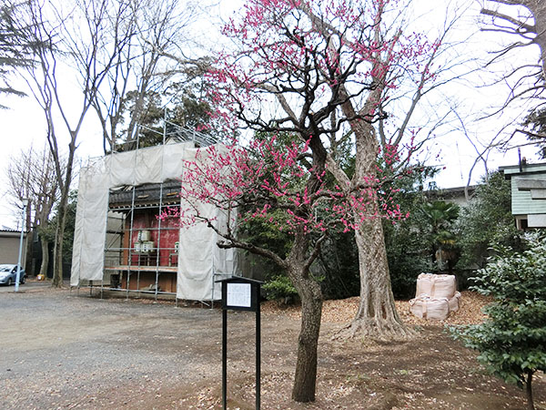 f:id:inudenchi:20220322201116j:plain