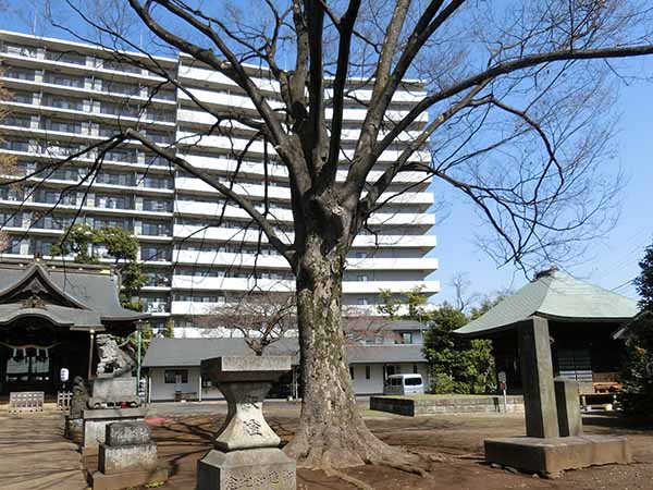 f:id:inudenchi:20220327185534j:plain