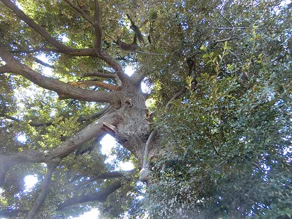 江古田氷川神社の御神木