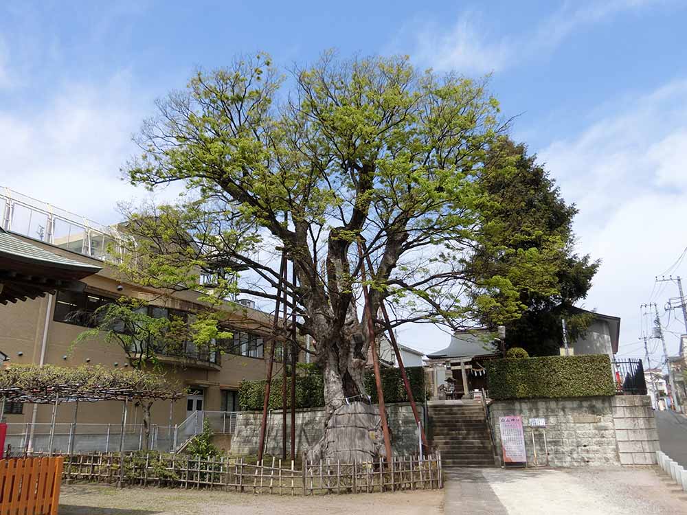 練馬白山神社の大ケヤキ