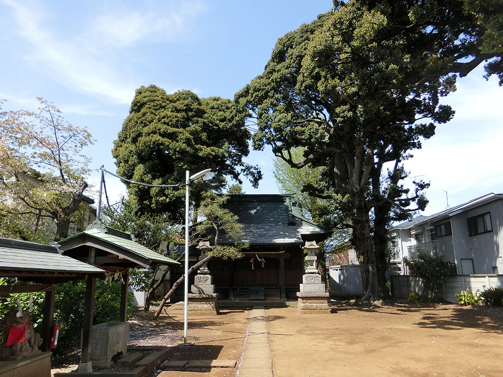 石神井神社のスダジイ