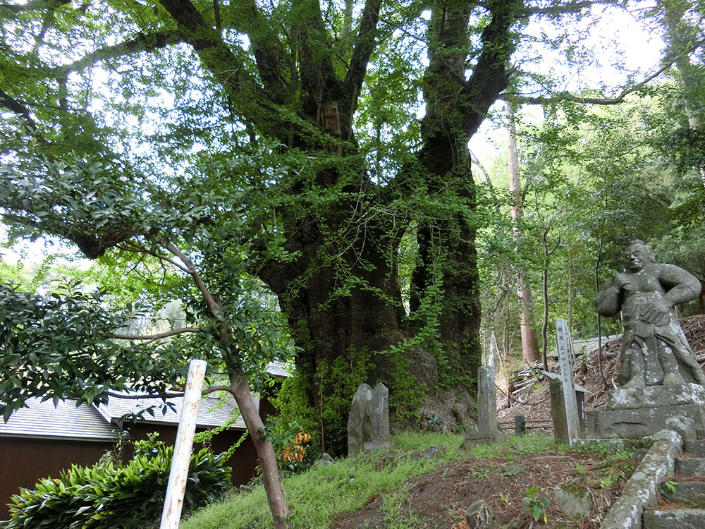 下野八幡大神社のイチョウ