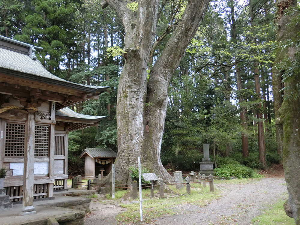 下野八幡大神社のケヤキ