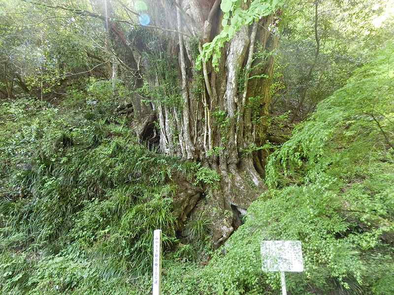 向山のカツラ