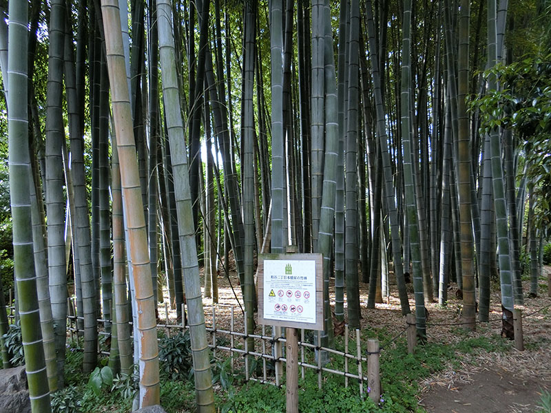 粕谷二丁目本橋家の竹林