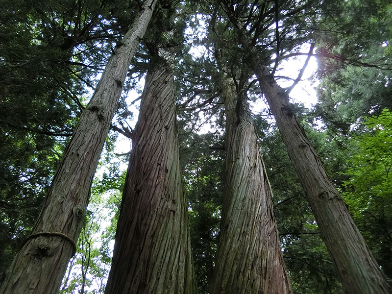 火之御子社の夫婦の杉