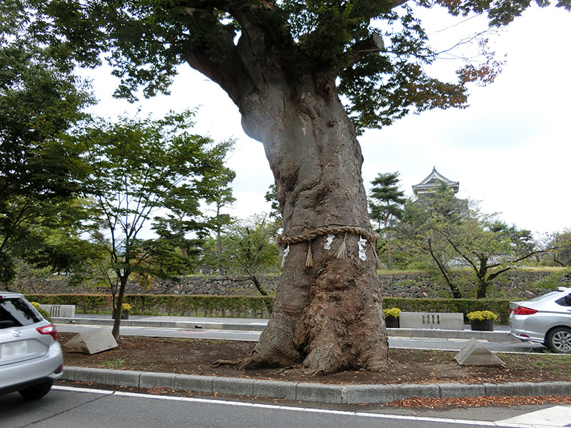 松本神社の御神木