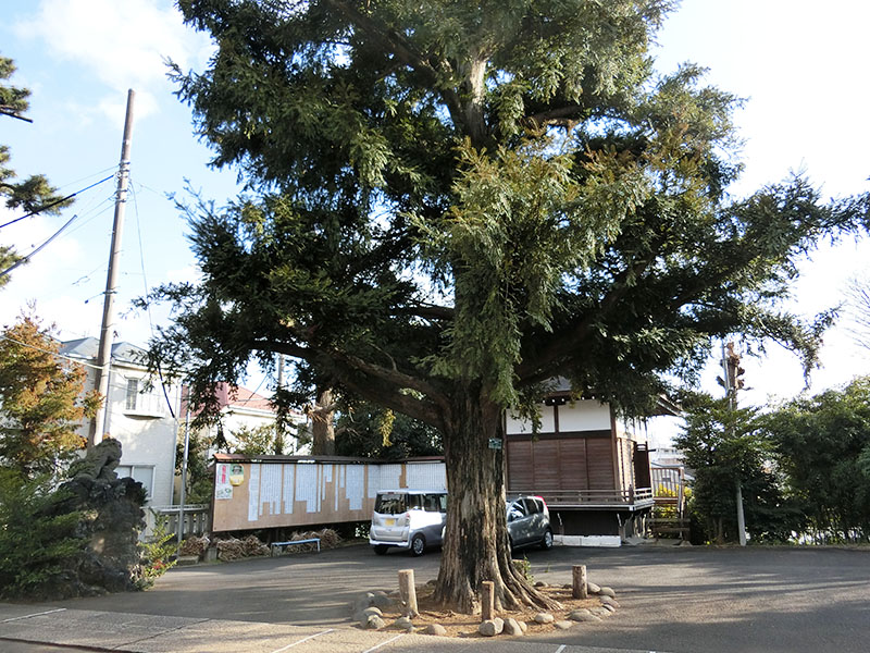 中井御霊神社のカヤ