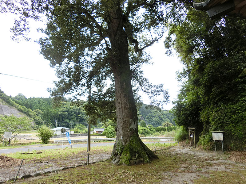 七社神社のイチイガシ