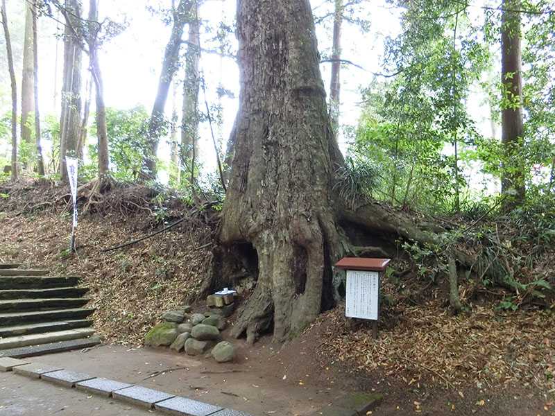 霧島岑神社のイチイガシ