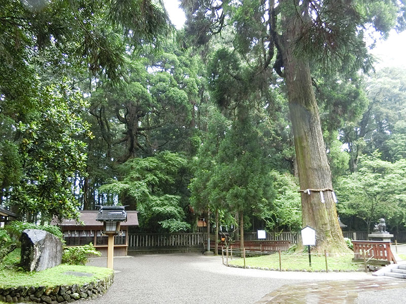 狭野神社の御神木