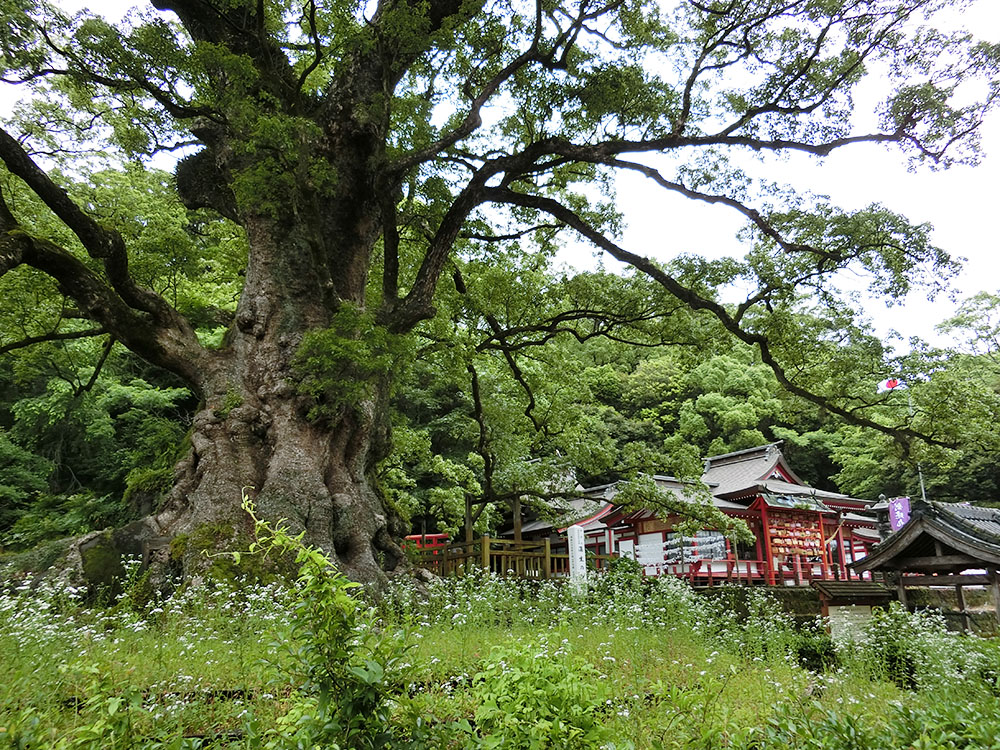 蒲生八幡神社の紹介